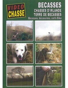 BÉCASSES CHASSE D IRLANDE, TERRE DE BÉCASSE