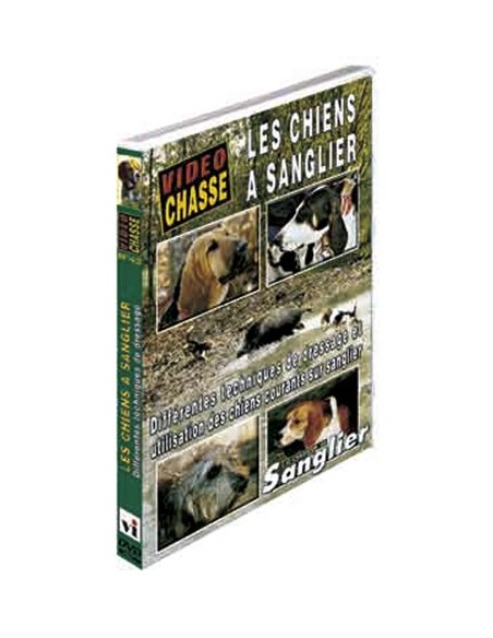 LES CHIENS A SANGLIER DIFFÉRENTES TECHNIQUES DE DRESSAGE
